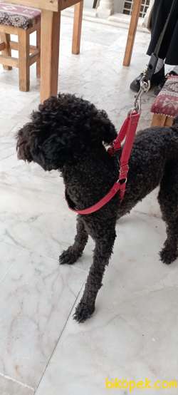 Köpeğime Güzel Bir Aile Arıyorum 3
