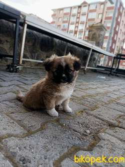 Köpeğimi Satıyorum :( 2