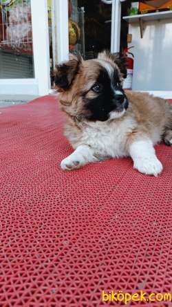 Köpeğimi Satıyorum :( 1