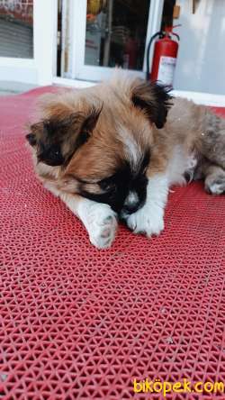 Köpeğimi Satıyorum :( 3