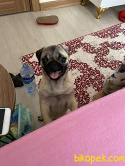 Köpeğimiz Tuvalet Eğitimi Henüz Yeni Verilmeye Başlanmıştır 3