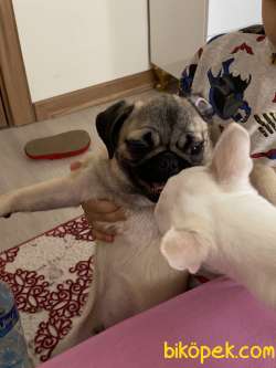 Köpeğimiz Tuvalet Eğitimi Henüz Yeni Verilmeye Başlanmıştır 2