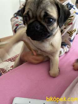 Köpeğimiz Tuvalet Eğitimi Henüz Yeni Verilmeye Başlanmıştır 1