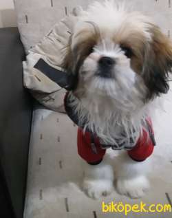 Köpek 1