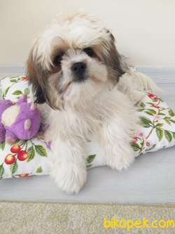 Köpek 2