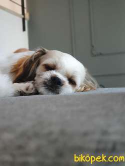 Köpek 3