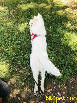Köpek 4