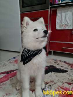 Köpek 3