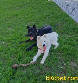 Köpek 1