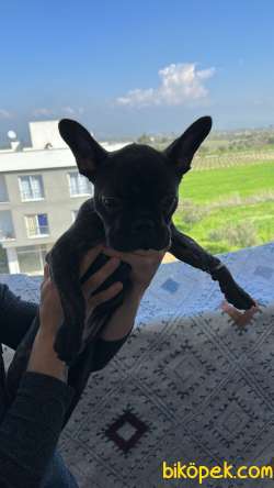 Köpek Ilanı 1