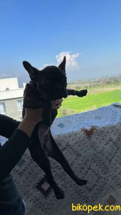 Köpek Ilanı 3