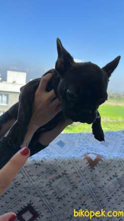 Köpek Ilanı 2