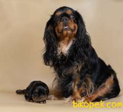 Köpek King Charles Spaniel 2