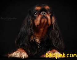 Köpek King Charles Spaniel 3