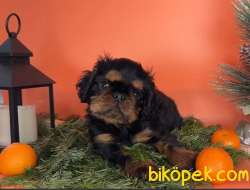 Köpek King Charles Spaniel 5