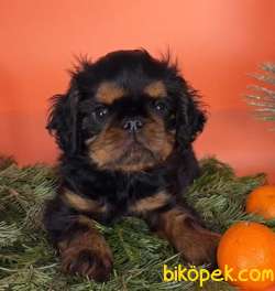 Köpek King Charles Spaniel
