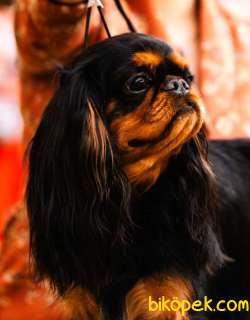 Köpek King Charles Spaniel 4