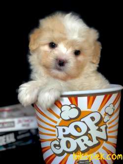 Köpüklü Latte Maltipoo Yavrumuz 1