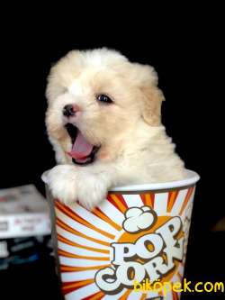 Köpüklü Latte Maltipoo Yavrumuz 2