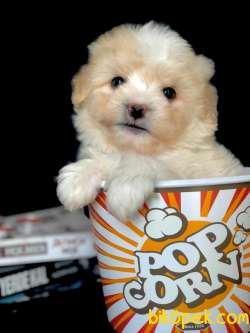 Köpüklü Latte Maltipoo Yavrumuz 3