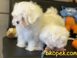 Kora Kanı Sertifikalı Tea Cup Maltese Terrierler 3