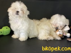 Kora Kanı Sertifikalı Tea Cup Maltese Terrierler 4