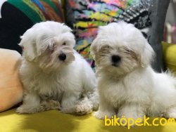 Kora Kanı Sertifikalı Tea Cup Maltese Terrierler 2