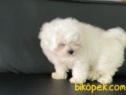 Kora Kanı Sertifikalı Tea Cup Maltese Terrierler 5