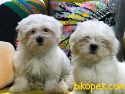 Kora Kanı Sertifikalı Tea Cup Maltese Terrierler 1