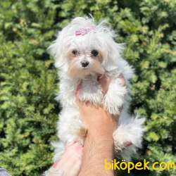 Kore Kan Dişi Maltese Terrier Yavrumuz 2