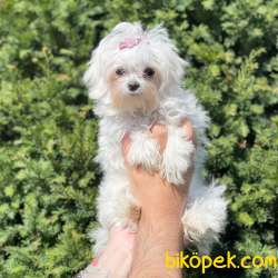 Kore Kan Dişi Maltese Terrier Yavrumuz 3