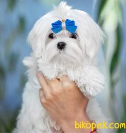 Kore Kan Fci Secereli Maltese Terrier Yavrularımız 3
