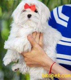 Kore Kan Fci Secereli Maltese Terrier Yavrularımız 1