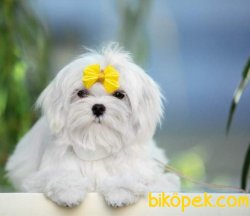 Kore Kan Fci Secereli Maltese Terrier Yavrularımız 2
