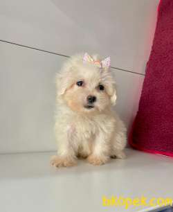Kore Kan Maltese 2