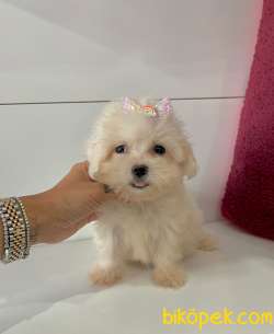 Kore Kan Maltese 4