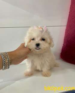 Kore Kan Maltese