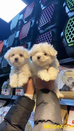 KORE KAN MALTESE TERİER YAVRULARI ANKARA 2