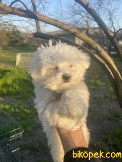 KORE KAN MALTESE TERRİER 3