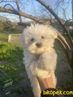 KORE KAN MALTESE TERRİER 1