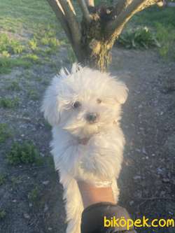 KORE KAN MALTESE TERRİER 2