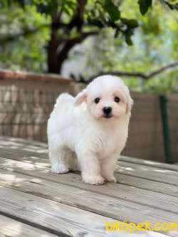 ORJİNAL MALTESE TERRİER 5