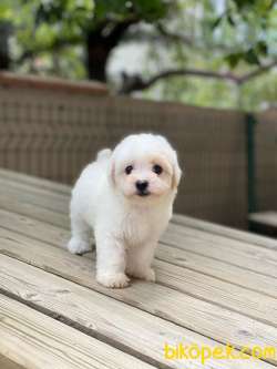 ORJİNAL MALTESE TERRİER 5