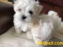 ORJİNAL MALTESE TERRİER 3