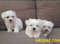 ORJİNAL MALTESE TERRİER