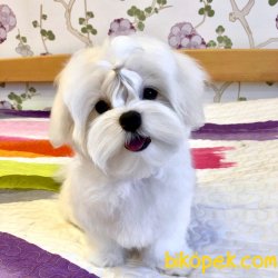 KORE KAN MALTESE TERRIER YAVRULARIMIZ 3