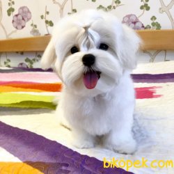 KORE KAN MALTESE TERRIER YAVRULARIMIZ 2