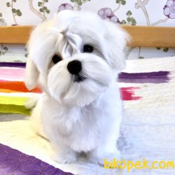 KORE KAN MALTESE TERRIER YAVRULARIMIZ 1