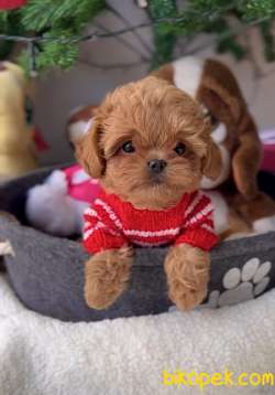 Kore Kan Maltipoo Miniğimiz