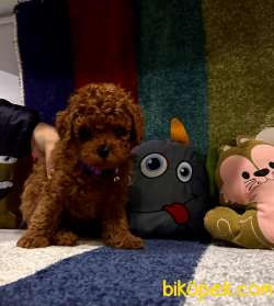 Kore Kan Poodle Minik Yavrular 3